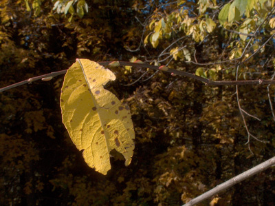 Autunno alpino